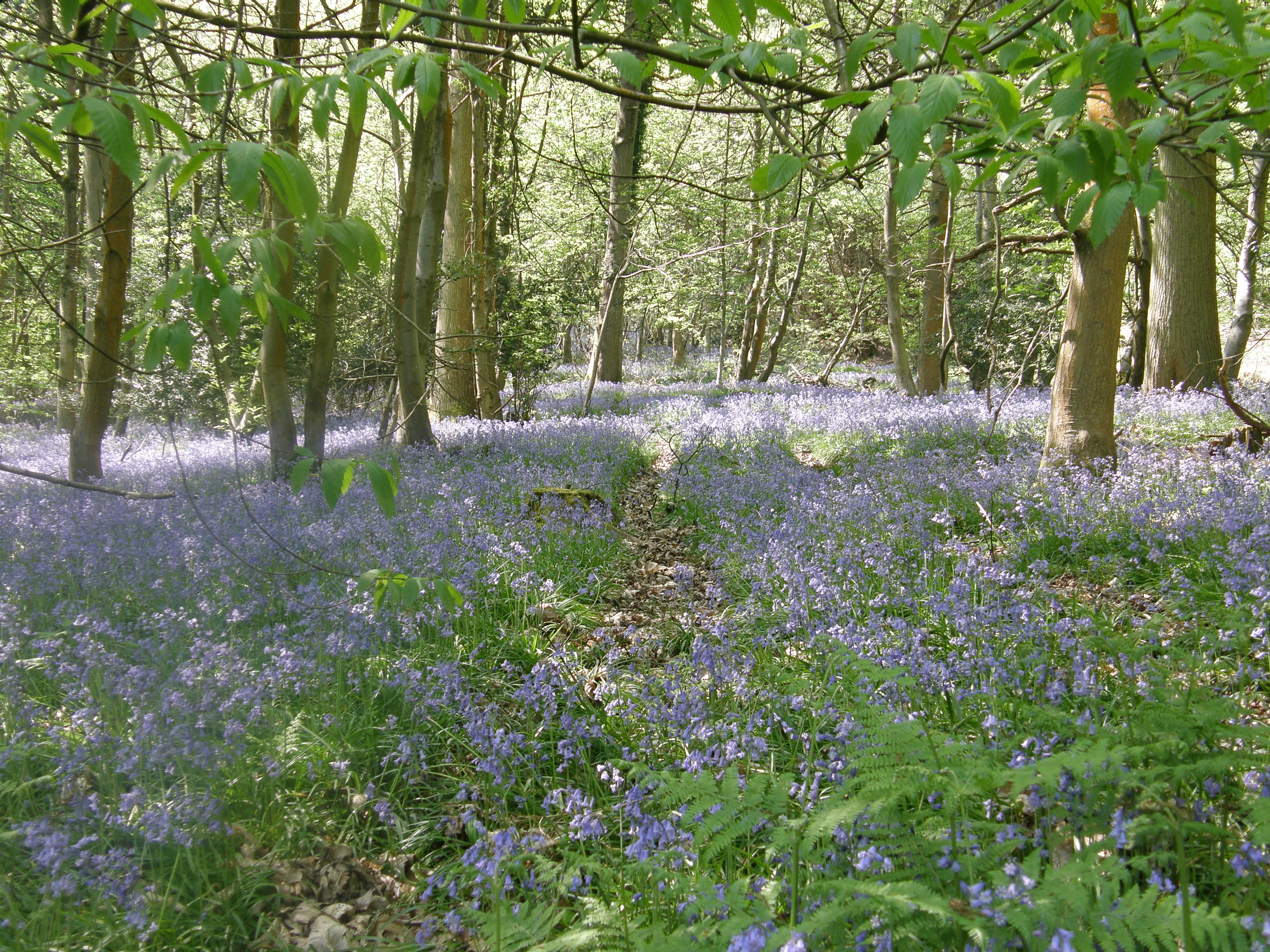 Download this Bluebells The Forest Dean picture